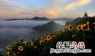 送太阳花是什么意思 送太阳花解释