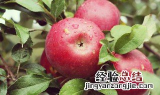 苹果功效有什么呢 苹果功效作用介绍