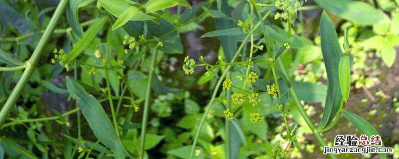 柴胡又叫什么名字 柴胡学名叫什么