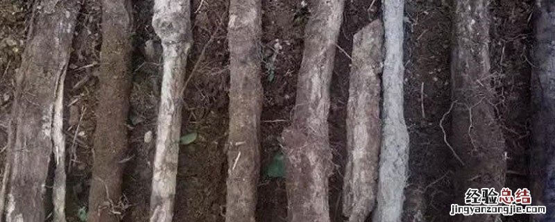 天麻菌柴怎样培植 种天麻需要什么菌
