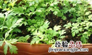 艾草种子哪里有卖 你知道吗
