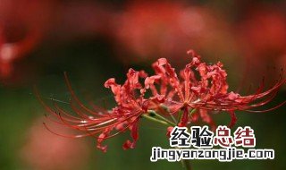 什么花没叶子?? 竟然真的有这种花