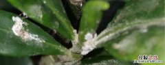 螺虫乙酯会产生药害吗 螺虫乙酯有药害吗?