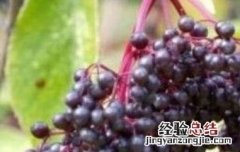 接骨木莓的功效与作用 爱奇氏接骨木莓的功效与作用