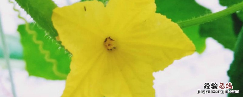 黄瓜开花时需要施肥吗 黄瓜开花需要施什么肥