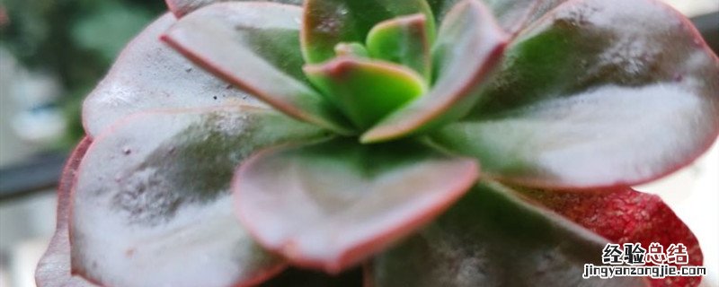 巧克力方砖夏天可以露养吗 巧克力方砖的养殖方法和注意事项
