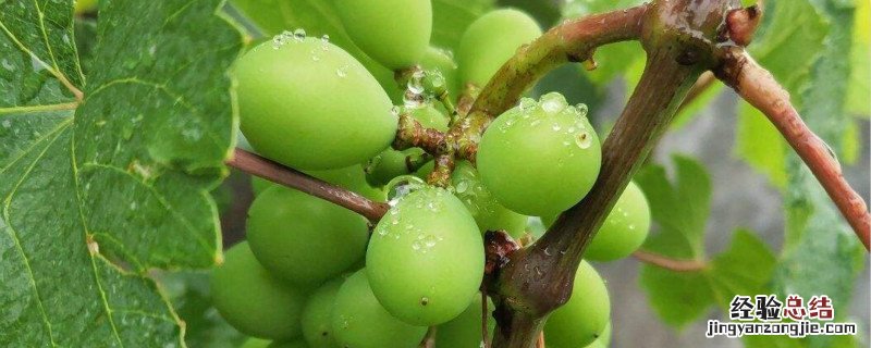 葡萄白粉病用什么药最好? 葡萄白粉病用什么药