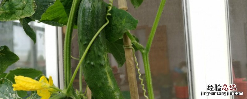 黄瓜定植后叶片发黄 黄瓜苗定植后发黄的原因