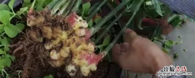 生姜一年四季都可以种植吗 生姜可以一年四季种植吗