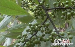 山胡椒的功效与作用