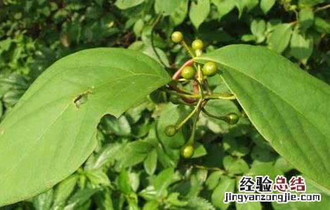 山胡椒的功效与作用