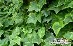 中华常春藤的功效与作用 常春藤的功效与作用
