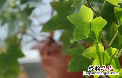 中华常春藤的功效与作用 常春藤的功效与作用