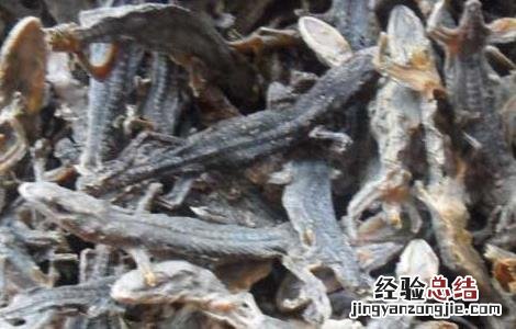 壁虎的药用价值