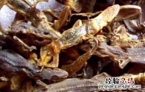壁虎的药用价值