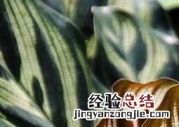 孔雀竹芋的养殖方法 孔雀竹芋的养殖方法和注意事项视频