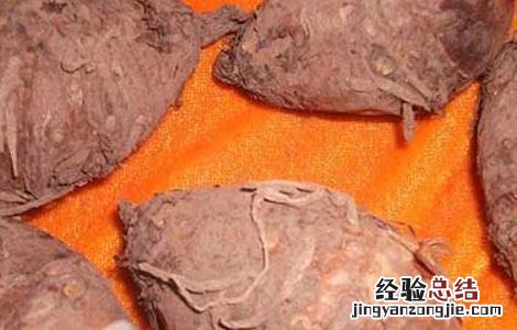 天南星的炮制方法 天南星的炮制方法是
