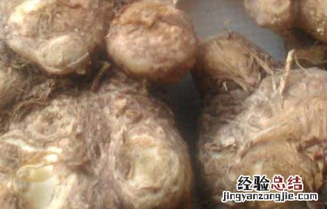 天南星的炮制方法 天南星的炮制方法是