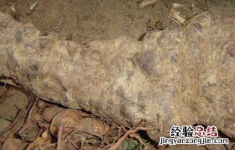 何首乌的副作用和毒性 何首乌的副作用
