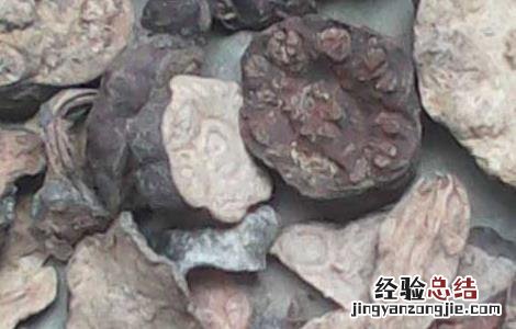 何首乌的副作用和毒性 何首乌的副作用