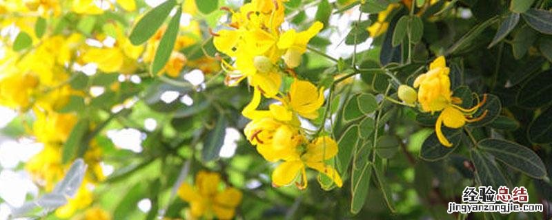 决明子北方能种植吗 决明子种植