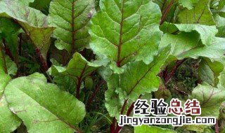根达菜的吃法 根达菜怎么吃