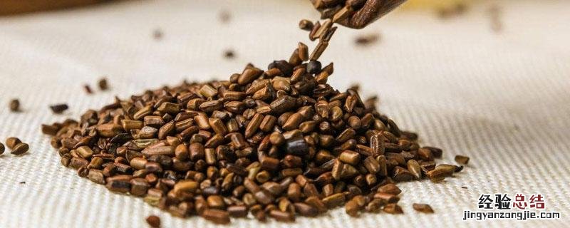 决明子是什么样的 决明子是什么样的植物