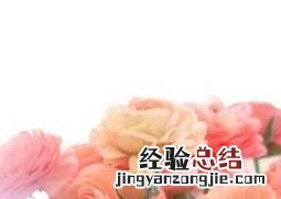 洋牡丹花后怎么处理 洋牡丹花后的处理方法