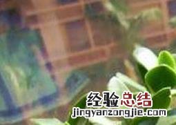 玉树花的养殖方法和技术 玉树花的养殖方法