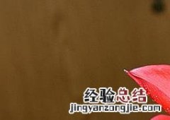紫根兰的养殖方法及品种 紫根兰的养殖方法