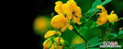 决明开什么颜色的花 决明子开花时间