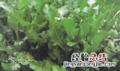 芥末是什么做的 辣根是啥东西