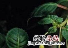 倒挂金钟的养殖方法和注意事项夏天 倒挂金钟的养殖方法
