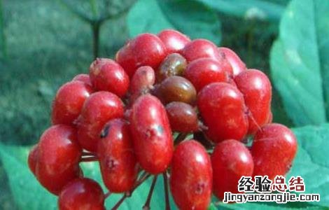人参花的功效与作用 人参花的功效与作用吃法
