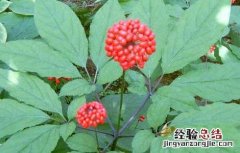 人参花的功效与作用 人参花的功效与作用吃法