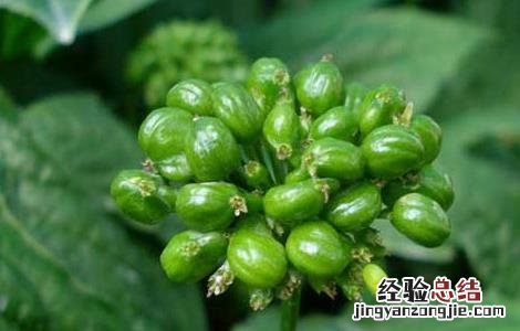 人参花的功效与作用 人参花的功效与作用吃法