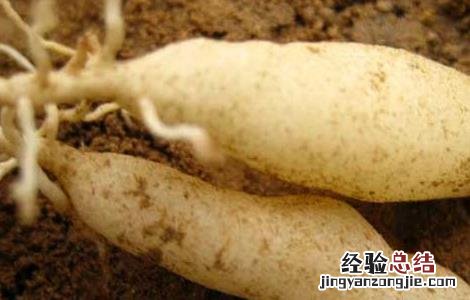 麦冬泡水喝的功效 麦冬泡水喝的功效与作用