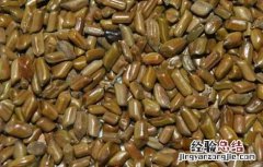 决明子茶的功效与作用及禁忌 决明子茶的功效与作用
