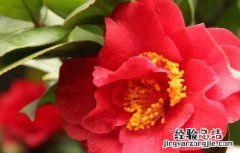 山茶花的功效和作用及禁忌 山茶花的功效和作用