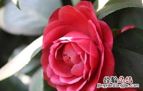 山茶花的功效和作用及禁忌 山茶花的功效和作用