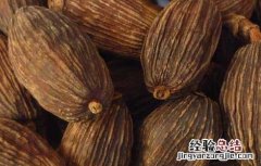 草果的炮制方法 草果的炮制方法是