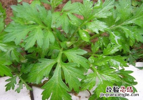 艾叶的营养价值