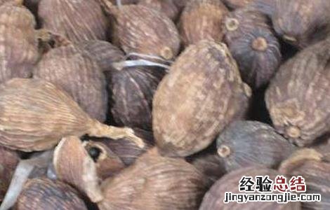 草果的功效与作用图片 草果的功效与作用