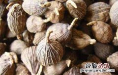 草果的功效与作用图片 草果的功效与作用