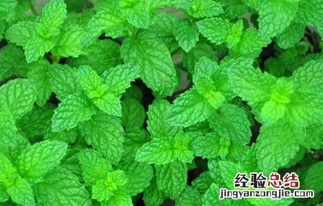 薄荷能驱蚊吗(能但是作用极小 薄荷能驱蚊吗