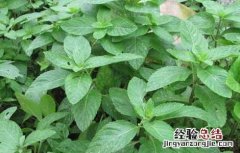 薄荷能驱蚊吗(能但是作用极小 薄荷能驱蚊吗