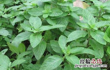 薄荷能驱蚊吗(能但是作用极小 薄荷能驱蚊吗