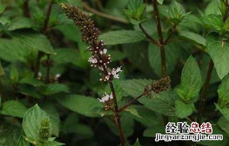薄荷叶的功效与作用的功能与主治 薄荷叶的功效与作用