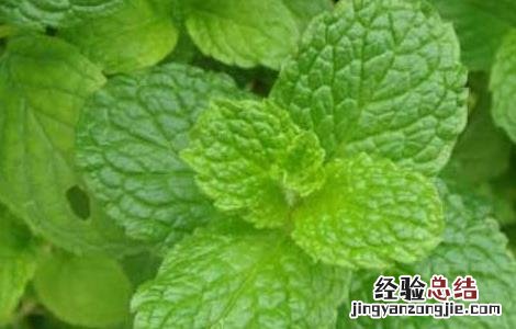 薄荷叶的功效与作用的功能与主治 薄荷叶的功效与作用