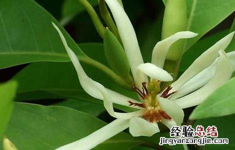 白兰花精油的功效和用法视频 白兰花精油的功效和用法